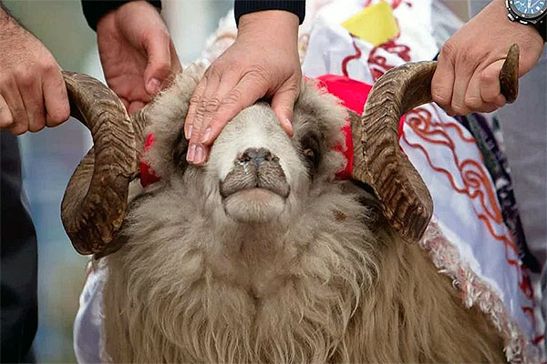 Часто возникающие вопросы, связанные с Ахкамами Аль-Удхийя - жертвоприношением в праздничные дни Курбан-Байрам